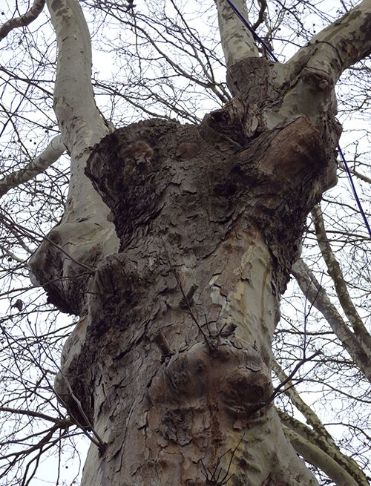 Adjacent to a decaying pruning wound on London plane in Walthamstow, UK.